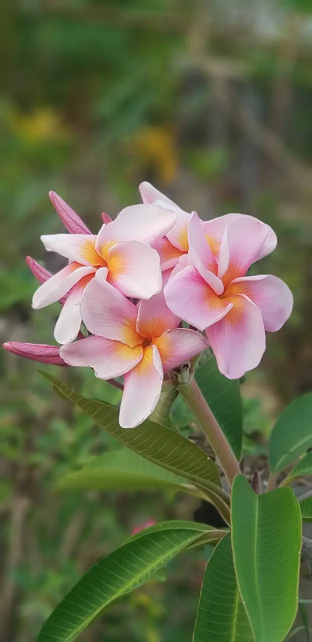 flower, home phumeria, frangipani, beautiful flowers, flower background, nature, plant, pink, bloom, beautiful, garden, flower wallpaper, tropical, petals