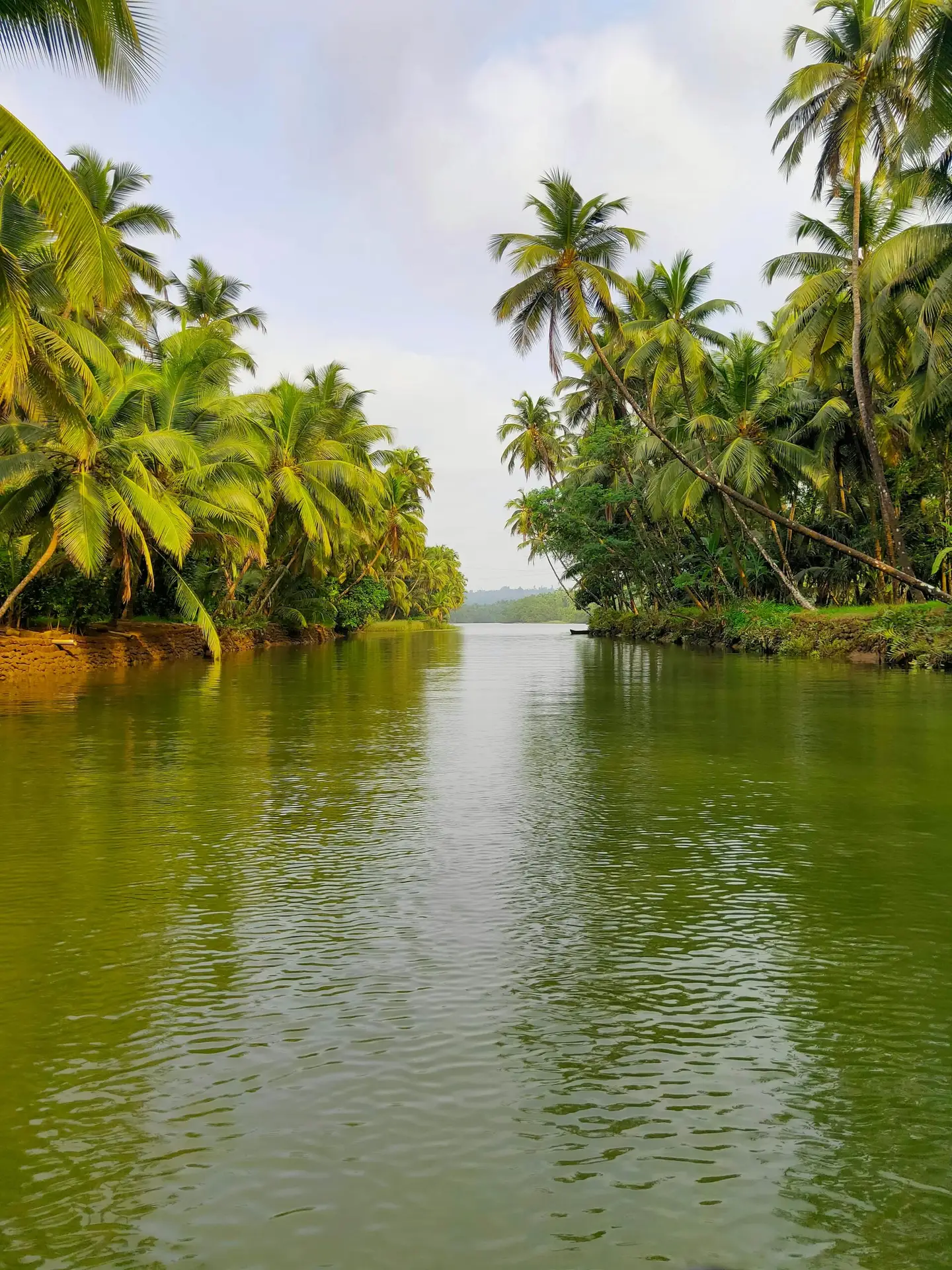 Serene river flanked by lush coconut trees under a bright sky, perfect for nature lovers.