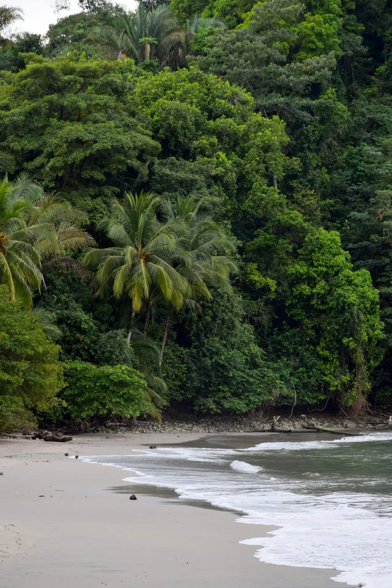 Serene tropical beach with lush greenery in Quepos, Costa Rica. Perfect getaway scene.