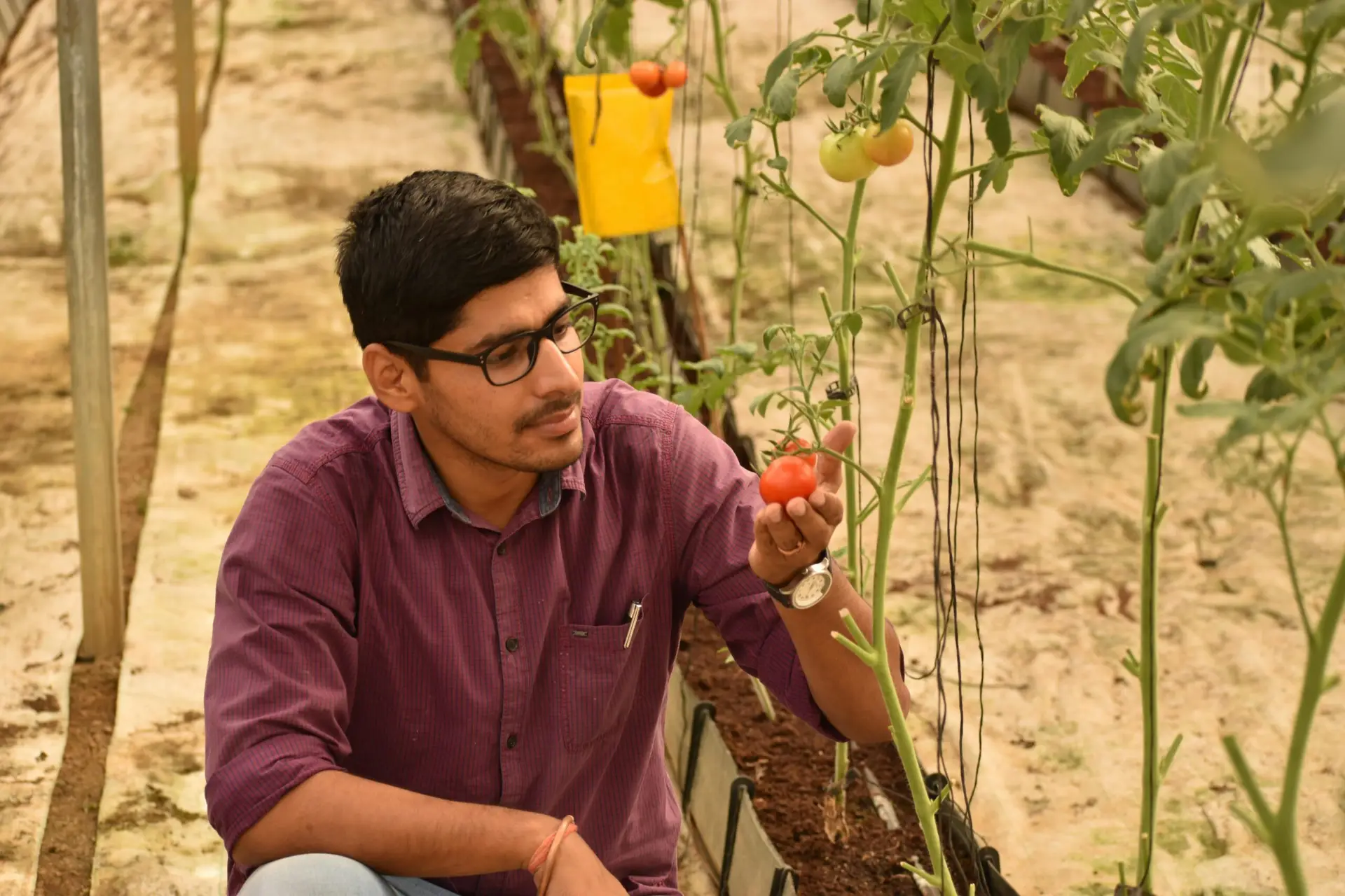 A man closely examining ripe tomatoes in a greenhouse setting, showcasing agricultural care.